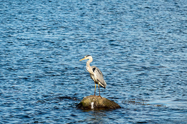 istock Grey Heron and Gull Perched on Coastal Rocks Over Blue Water 2213809697