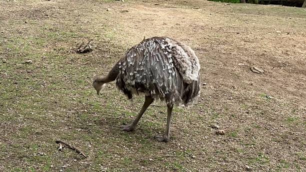 istock Curious Emu Actively Exploring Its Unique Environment Within Its Natural Habitat 2213809888