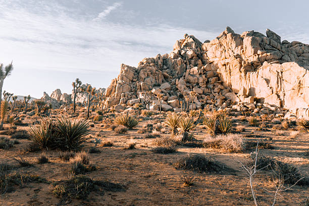 istock Rock formation with Joshua Tress during sunset light 2213811183