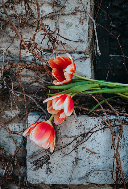 Three orange tulips placed on window ledge of old stone building. in Kingston, Ontario, Canada