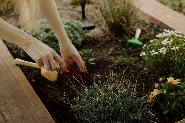 istock Close-up of hands digging soil in raised garden bed 2213811659