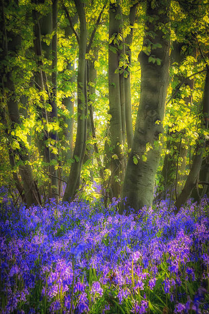 istock Springtime in bluebell wood at sunrise with dappled light 2213811681