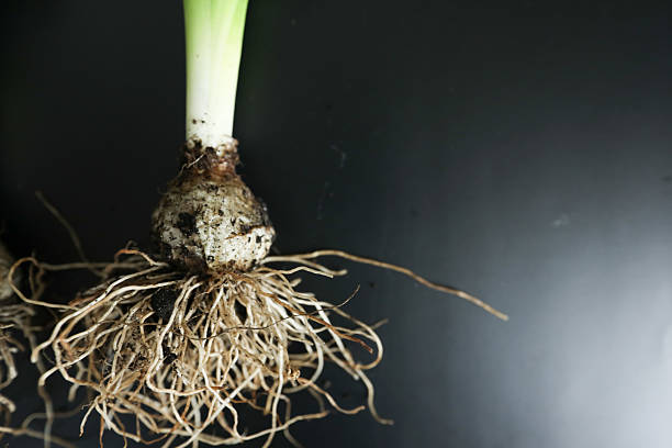 Bulb onion of gladiolus flowers isolated on white background. Agriculture, horticulture. Preparing the plant for planting in the ground. Flat lay, top view