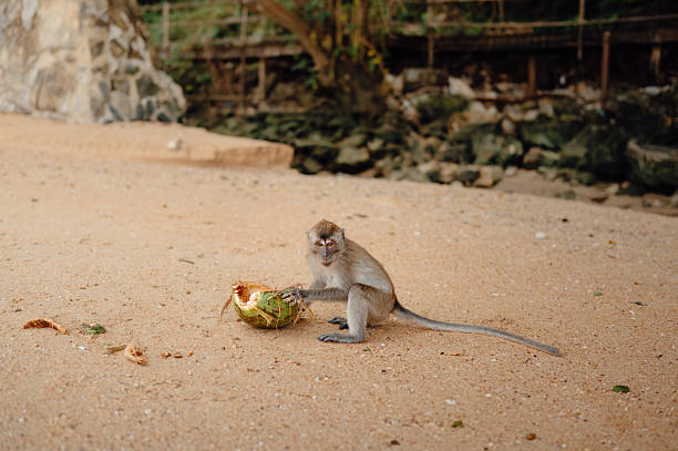 Mother and baby monkeys are feeding in old temple.Kuala Lumpur - Malaysia.