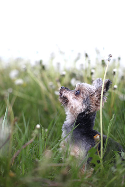 Yorkshire Terrier running on park lawn