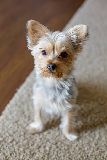 istock Small Yorkshire Terrier sitting on a beige carpet indoors 2213812077