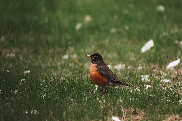 A robin in the grass amongst magnolia petals. Shallow depth of field. Shot with a Canon 5D Mark lV.