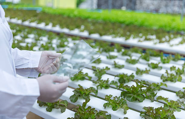 istock A researcher in a white lab coat and gloves holds a transparent sheet while inspecting lettuce plants in a hydroponic greenhouse 2213814445