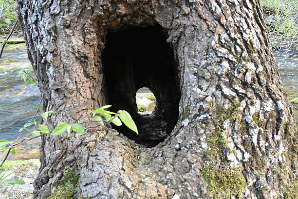 Hollow Tree Trunk with a Hole All the Way Through, Seen in Arkansas. High quality photo