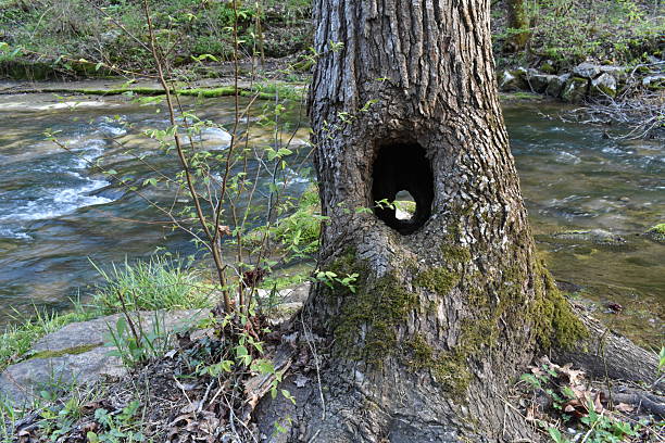 Hole in a Tree Trunk by a River, Blanchard Springs, Arkansas. High quality photo