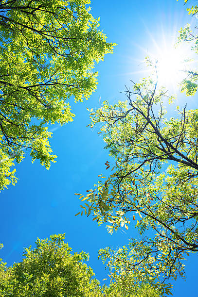 istock Spring background with fresh green trees and sunny blue sky 2213815576