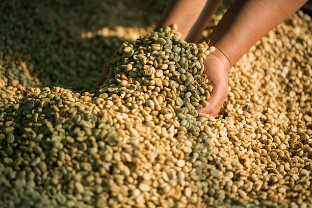 Close up smart farmer techniques hand coffee bean machinery roast apparatus dry sunlight tool sunbeam sunray sunshine fresh garden produce agriculture promotes farmer concept farm blur background