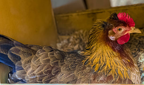 istock Farmyard Hen Looking Alert Inside Nest Box 2213818764