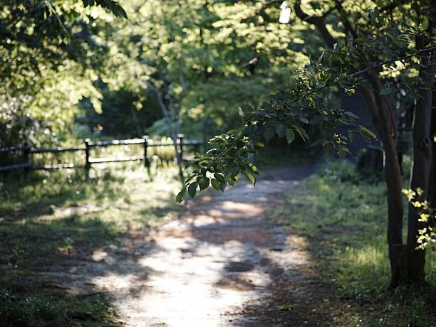 A serene park pathway with lush greenery and dappled sunlight filtering through the trees
