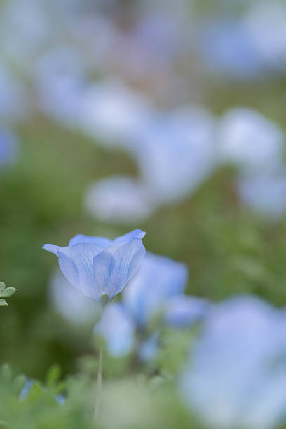 istock Beautiful Nemophila in bloom 2213820618