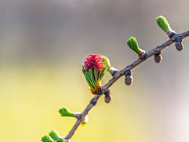 Larch tree fresh pink cones blossom at spring on nature background. Branches with young needles European larch Larix decidua with pink flowers.