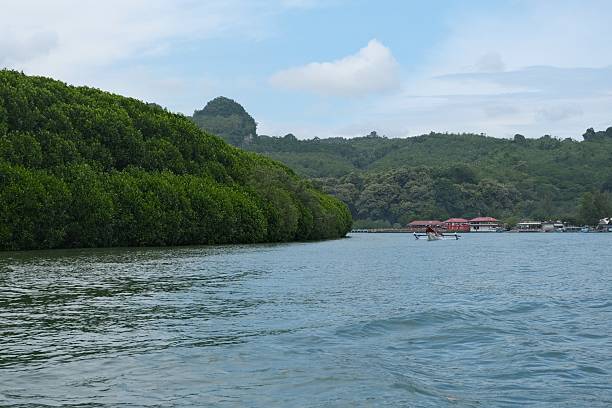 istock A serene view of a dense mangrove forest lining the riverbank under a cloudy sky, captured from a boat on calm waters in Java Island, Indonesia 2213822724