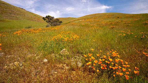 istock Wildflowers on a Hillside 2213823961