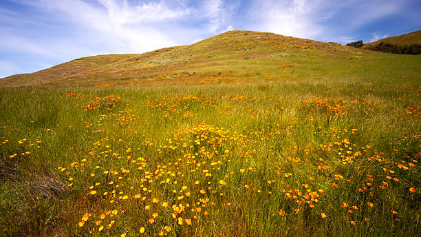 istock Wildflowers on a Hillside 2213823972