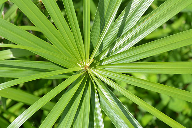 istock The water reed plant 2213825072