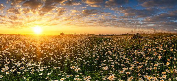 istock Beautiful summer sunrise over daisy field - panorama 2213825186