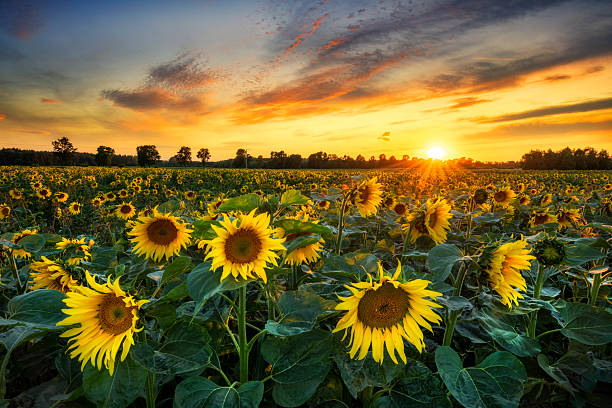 istock Beautiful sunset over sunflower field 2213826008