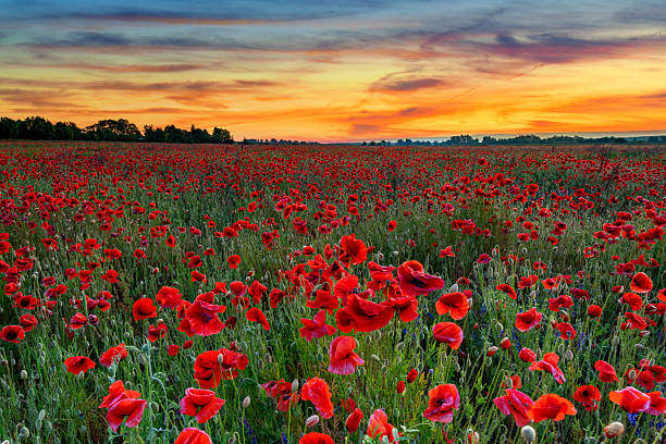 istock Beautiful poppy field during sunrise 2213826041