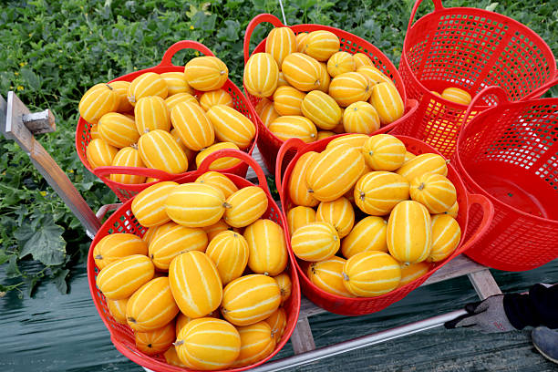 melon field Harvested melons in a red basket in a melon field yellow melons field stock pictures, royalty-free photos & images