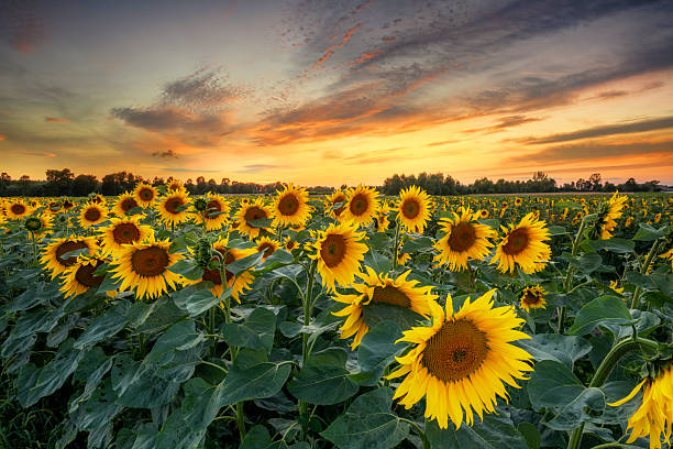 istock Beautiful sunset over sunflower field 2213826245