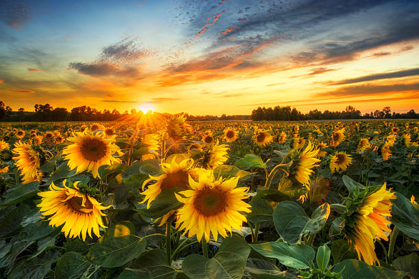 istock Beautiful sunset over sunflower field 2213826247