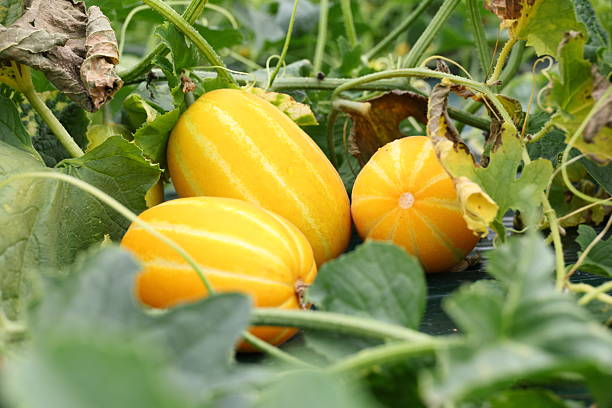 melon field Yellow melons in the melon field yellow melons field stock pictures, royalty-free photos & images