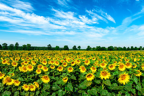 istock Beautiful summer day over sunflower field 2213826822