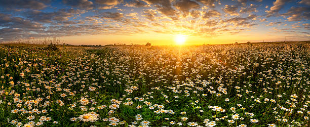 istock Beautiful summer sunrise over daisy field - panorama 2213826843