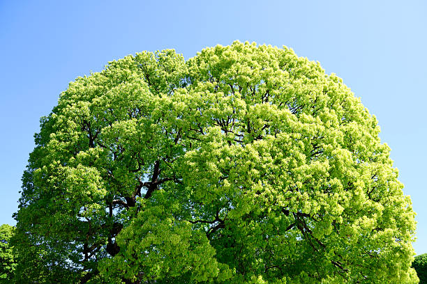 Camphor tree young leaves against clear sky with copy space.
