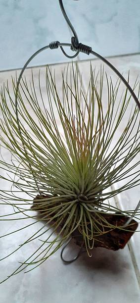 istock Tillandsia (Air Plant) Displayed on a Wooden Base 2213828196