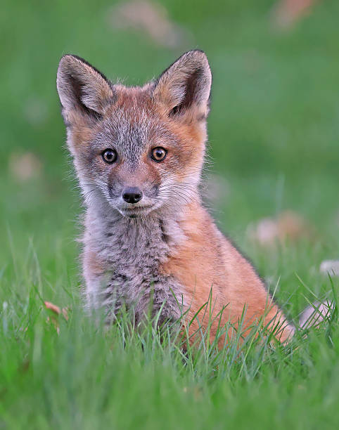 istock Red fox cub portrait in grass 2213829433