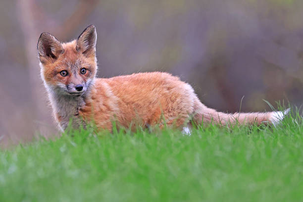 Red fox cub portrait in grass