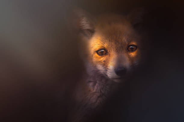 istock Fox. Artistic wildlife photography. Nature background. 2213833601