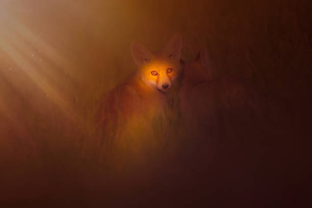 istock Fox. Artistic wildlife photography. Nature background. 2213833694