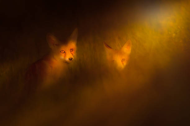 istock Fox. Artistic wildlife photography. Nature background. 2213833733