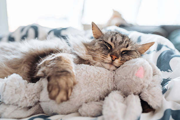 Cute cat  with teddy toy