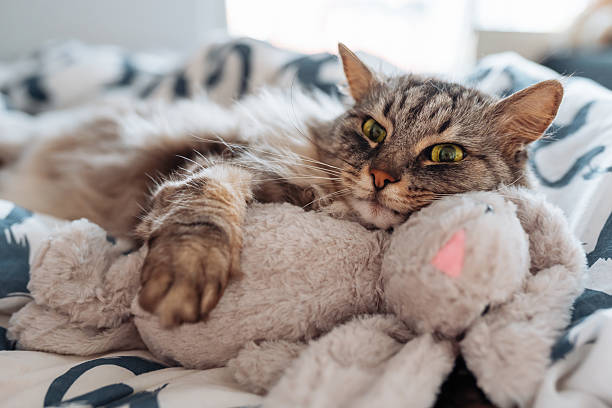 istock sleeping fluffy cute gray cat hugging a plush toy bunny 2213835915