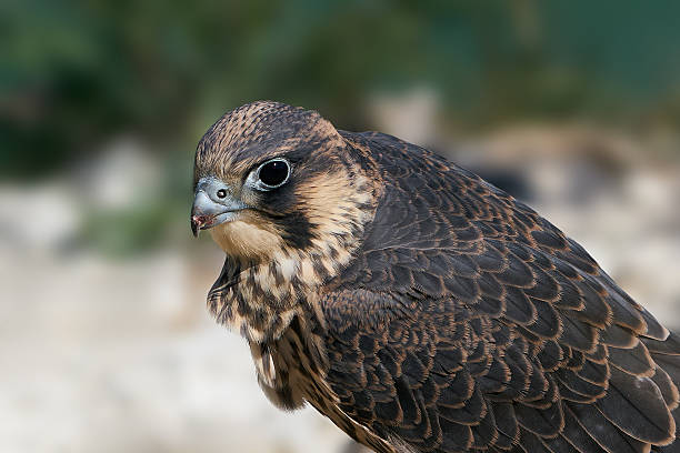 istock Peregrine falcon (Falco peregrinus) Juvenile 2213836040