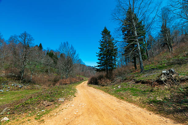 Mountain forest scenery on sunny day