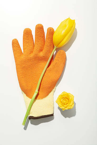 istock Garden tool and flowers on white background, top view 2213838481