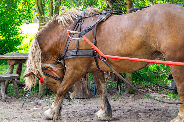 istock strong draft horse in full harness, standing beside a rustic wooden bench with a forest backdrop. Captured in profile, the horse appears ready for farm work or carriage demonstrations. The image conveys a traditional rural atmosphere 2213839286