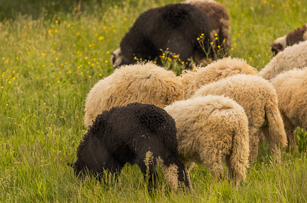 Herd of sheep grazing on the pasture on a sunny spring day.