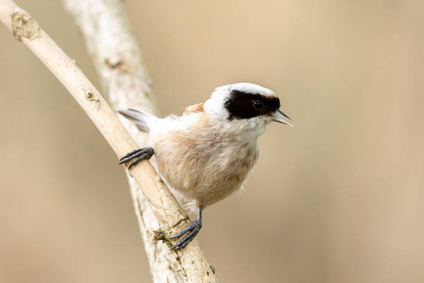 istock Remiz Bird On A Branch 2213839339