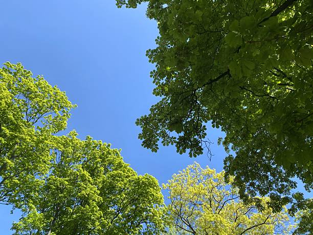 istock Summer through the leaves 2213839386
