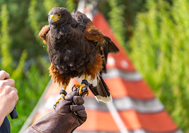 Harris's hawk perched on a falconer’s gloved hand during a demonstration or training session. The bird of prey is shown in full, detailed plumage, with a natural green background and a red-and-white striped tent behind. A dynamic wildlife scene illustrating the connection between humans and raptors. Perfect for themes of falconry, wildlife education, and bird of prey photography.